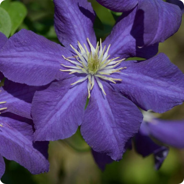 Clematis Aotearoa