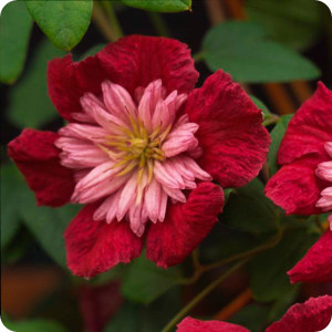 Clematis Avant-Garde