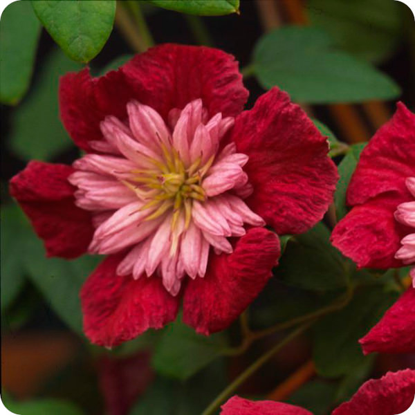 Clematis Avant-Garde