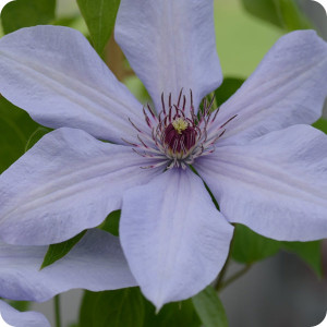 Clematis Bernadine