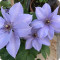 Clematis Bernadine