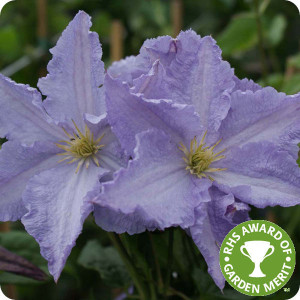 Clematis Blue Angel