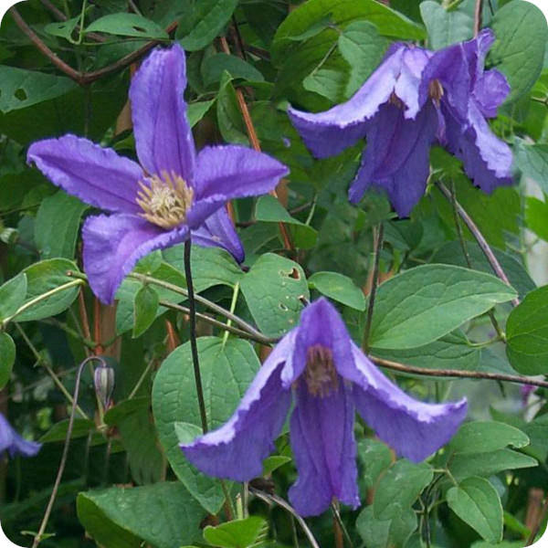 Clematis Blue Boy