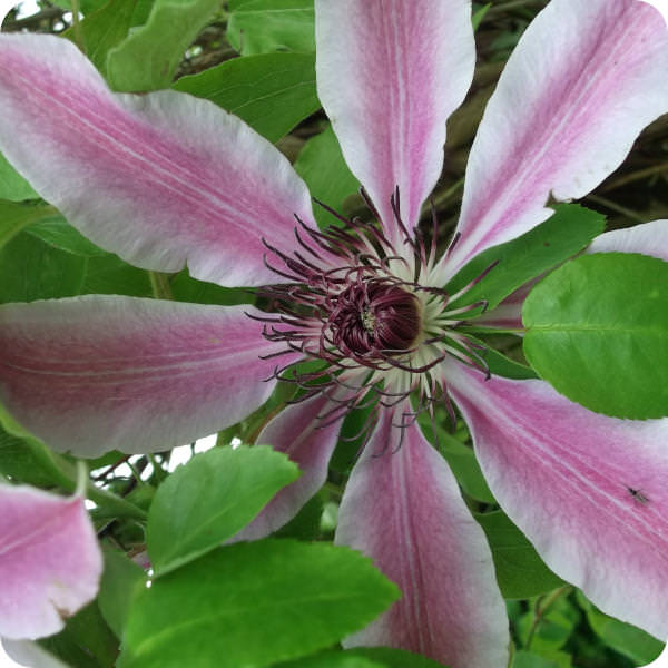 Clematis Candy Stripe