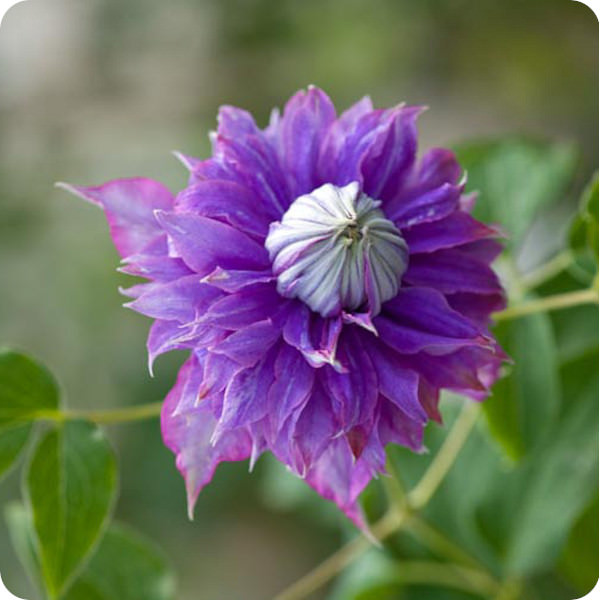 Clematis Diamantina