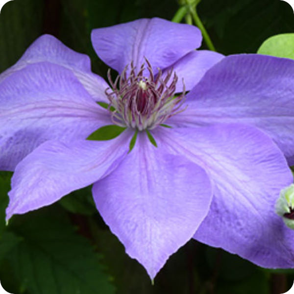 Clematis Edomuraskai