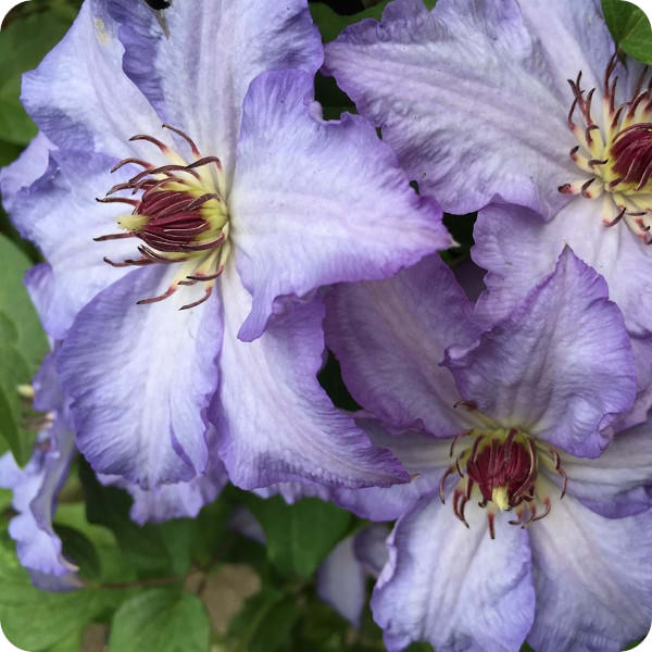 Clematis Ekstra