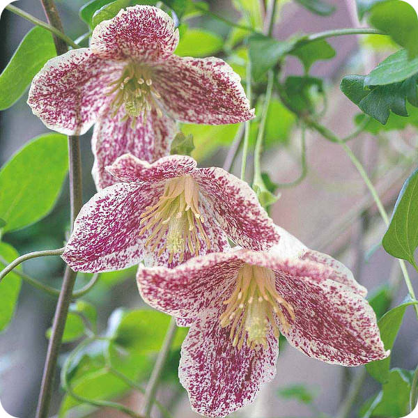Clematis Freckles