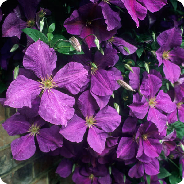 Clematis Jackmanii Superba