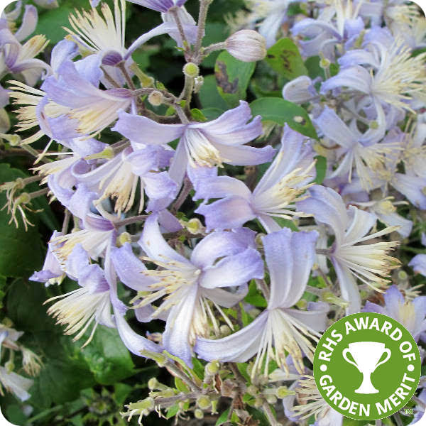 Clematis jouiniana x Precox