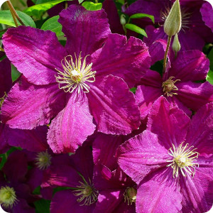 Clematis Kardinal Wyszinski