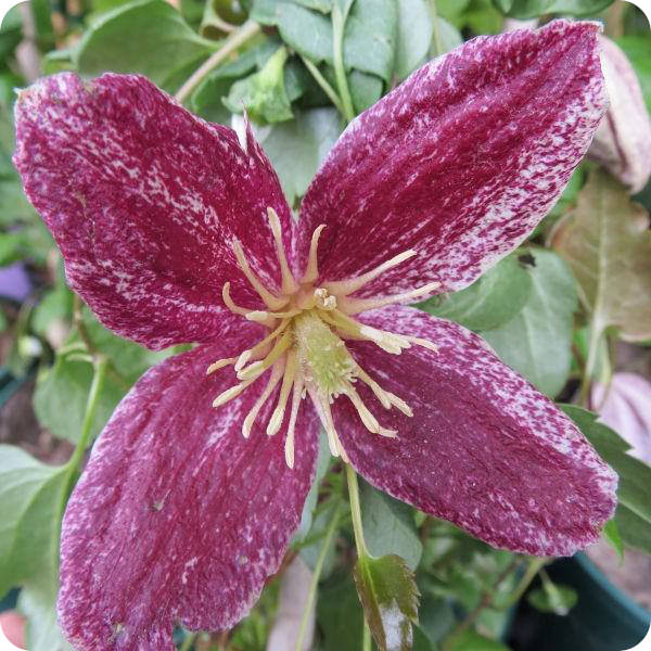 Clematis Lansdowne Gem