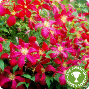 Clematis Madame Julia Correvon