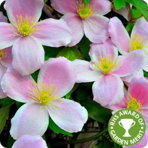 Clematis Montana Elizabeth