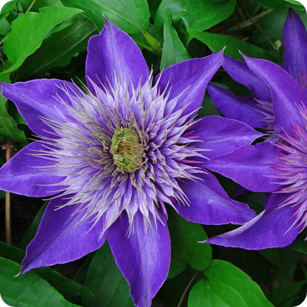 Clematis Multi Blue