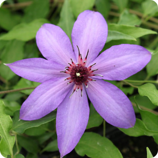 Clematis Natascha
