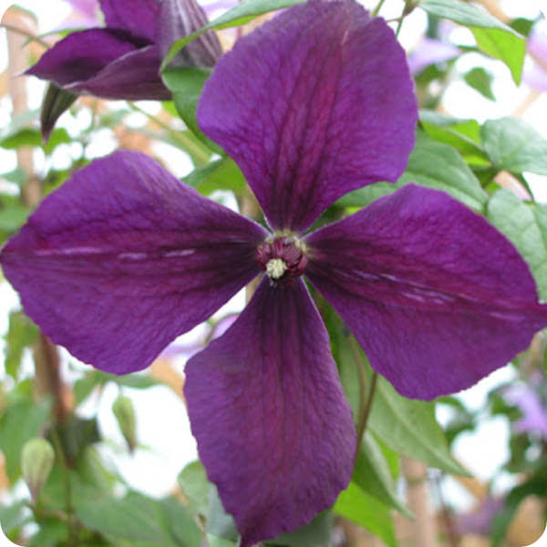 Clematis Negritjanka