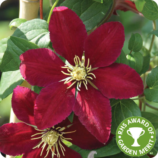 Clematis Niobe