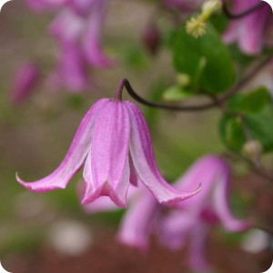 Clematis Odoriba