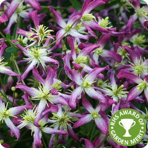 Clematis Rubromarginata