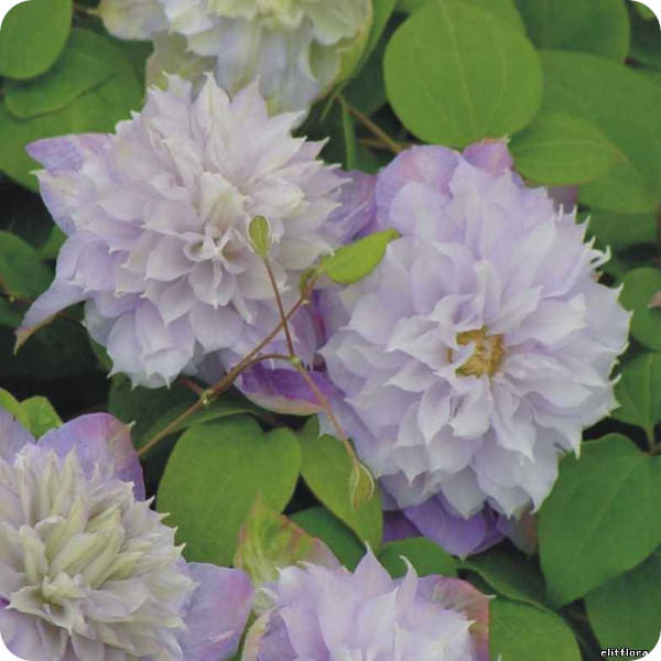 Clematis Veronica's Choice