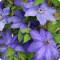 Clematis Elsa Spath