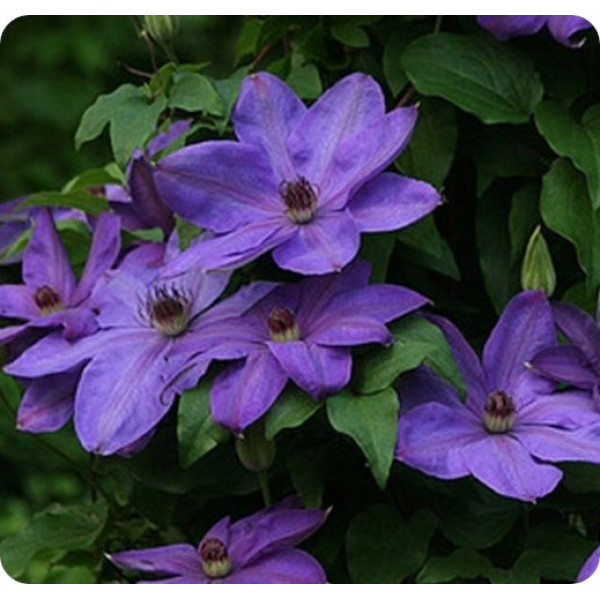 Clematis Elsa Spath