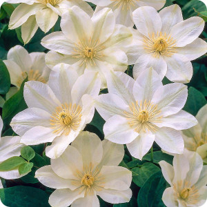 Clematis Guernsey Cream