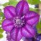 Clematis Cassis