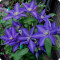 Clematis Daniel Deronda