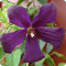 Clematis Negritjanka