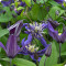 Clematis Petit Faucon