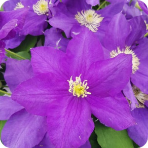 Clematis Aumann