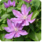 Clematis Walter Pennell