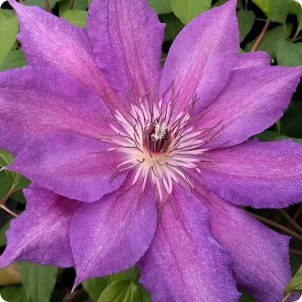 Clematis Kathleen Dunford