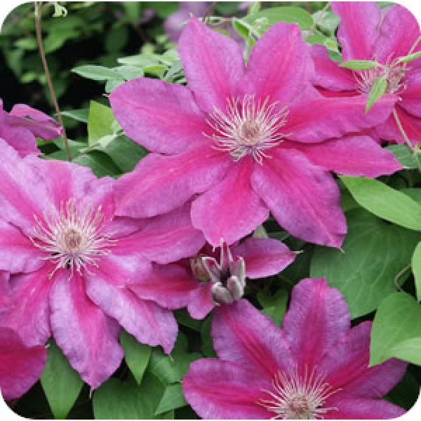 Clematis Kuba