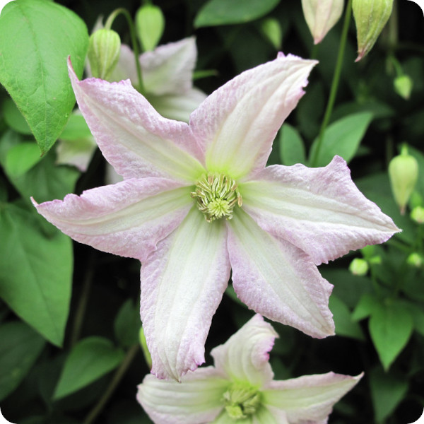 Clematis Little Nell