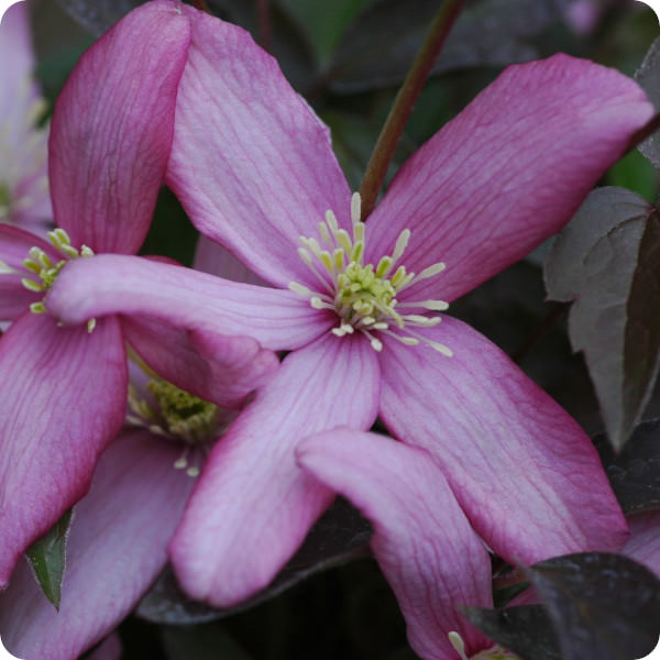 Clematis Montana Warwickshire Rose