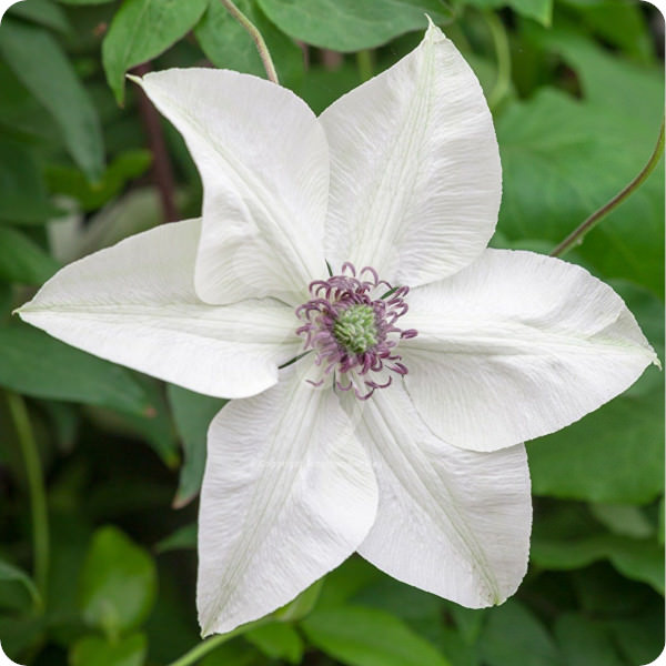 Clematis Pistachio