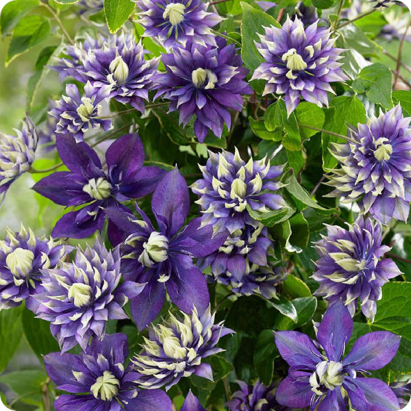 Clematis Taiga