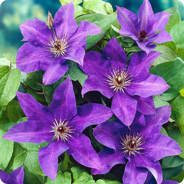 Clematis The President