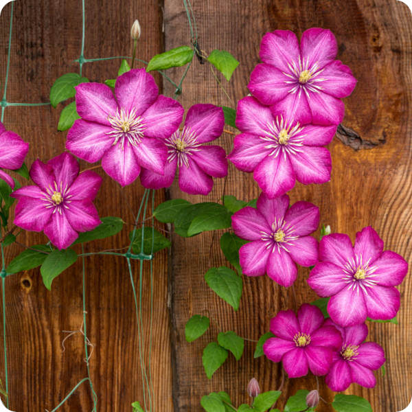 Clematis Ville de Lyon