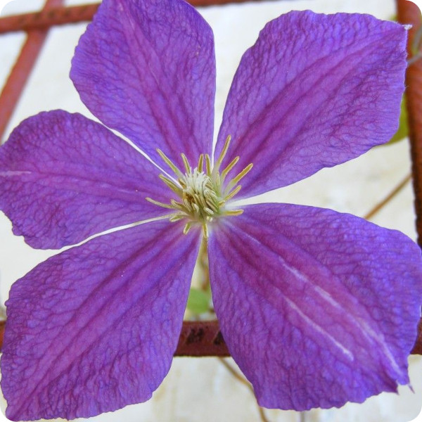 Clematis Violet Charm