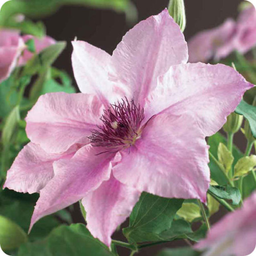 Clematis Pink Fantasy